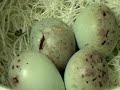 Darrrrek - Breeding carduelis major eggs 14 day