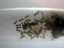 Lasius Niger in tube Lasius Niger in tube
