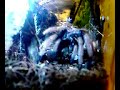 Chromatopelma cyaneopubescens vs Stinkfly