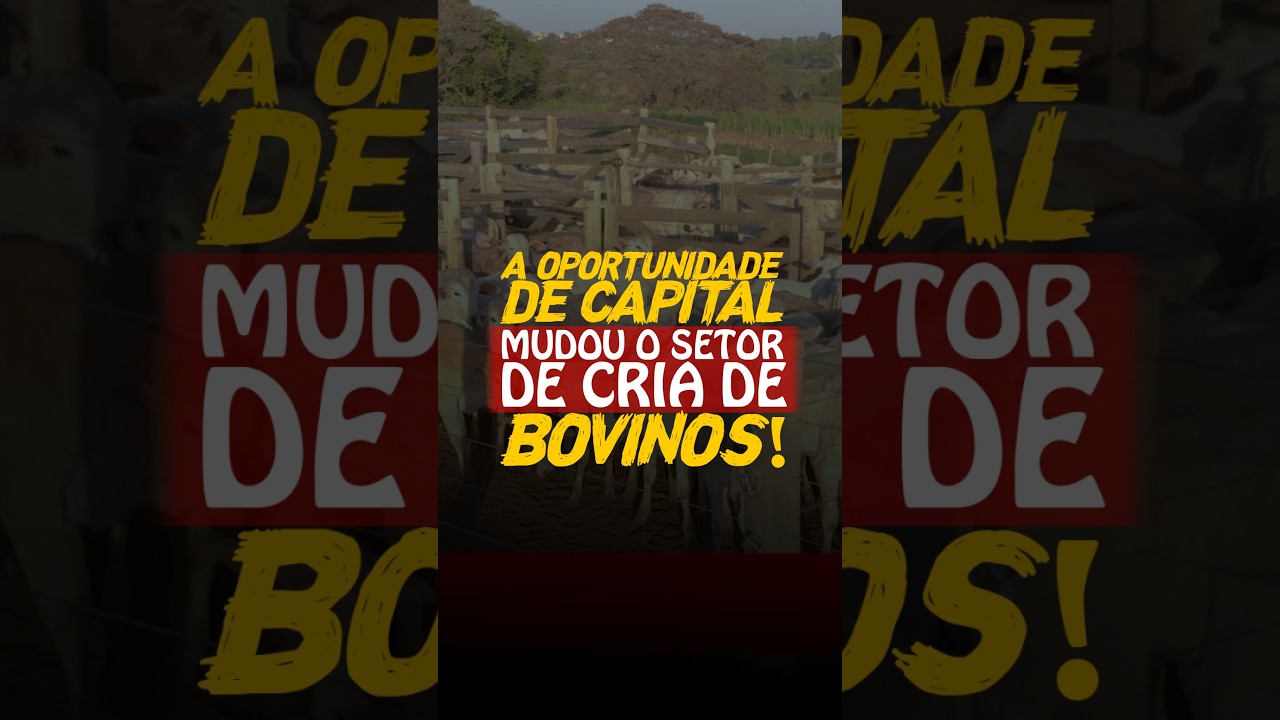 A OPORTUNIDADE DE CAPITAL MUDOU O SETOR DE CRIA DE BOVINOS!