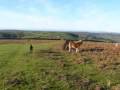 Jackson, Kia and some Dartmoor Ponies Jackson, Kia and some Dartmoor Ponies