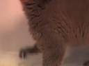 Lemur Life Episode 5 - Parlez Vous Francais Ma Cherie? Lemur Life Episode 5 - Parlez Vous Francais Ma Cherie?
