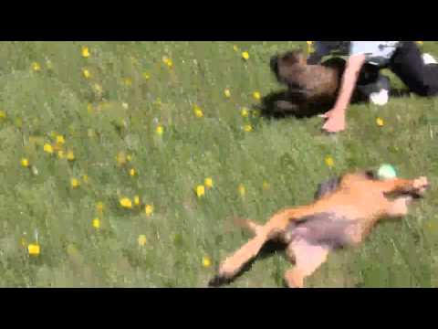 Mastiff Puppies at Greenfield Puppies