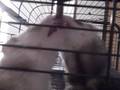 Our Ferrets, Ralphie & Elmo