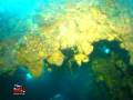 videos de Scuba diving in Malapascua, Doña Marylin Shipwreck