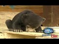 AC 360 The Shot - 4/29/08 - Sleeping Baby Bear