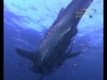Mantas and Whalesharks: the Big Boys