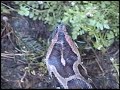 Predators of the Heart.com