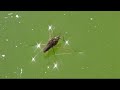 Waterstriders (Gerridae)