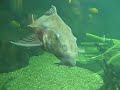 HUGE catfish HUGE catfish