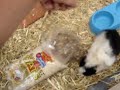 Cobayas o... - perritos???