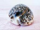 Cypraea Tigris