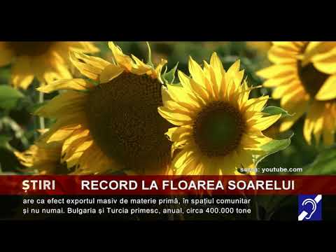 Producție record de floarea soarelui, în România
