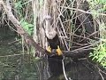Anhinga (SnakeBird) Eating Fish Anhinga (SnakeBird) Eating Fish
