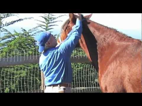 how to perform equine massage