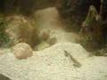 Sandsifter