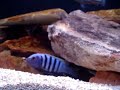 My Cichlids - (New Layout)
