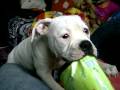 videos de american bulldog amores perros de meimei