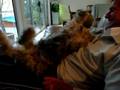 videos de Rick tickling Molly's tummy