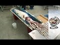 Giant Squid