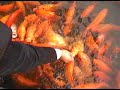 Koi Feeding