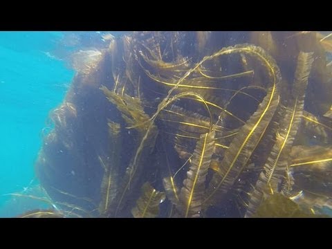 how to grow seaweed
