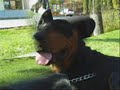 A Beautiful Rottie