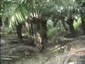 Oil Palm Part II