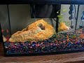 Goldfish eaten alive, so cool