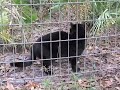 Geoffroy Cat Species Spotlight