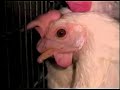 meet your meat *warning: graphic content*