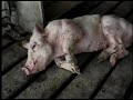 meet your meat *warning: graphic content*