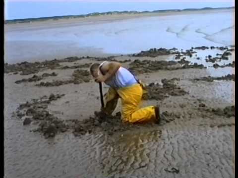 how to collect lugworm