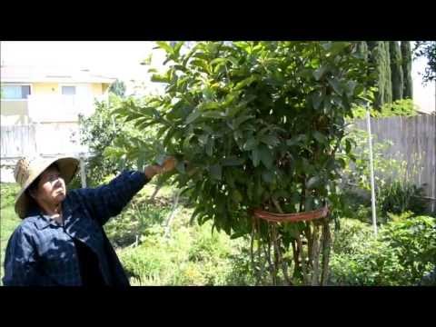 Cambodian - Don't forget to like our Facebook Fanpage to keep updated on our next videos! http://www.facebook.com/MomsKhmerRecipes You can also follow us on Instagram @m...