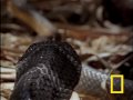Kobra  - video