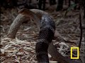 Cobra vs. Rat Snake Cobra vs. Rat Snake