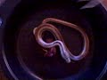 Snake Bite