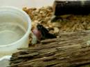 Bitis arietans babies Bitis arietans babies