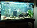 3 ft tropical aqaurium fish tank community