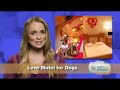 funny pet news #4  royal pain zorse love motel for dogs