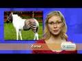 Funny-Pet-News-4-Roy