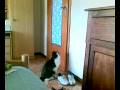 Gatto ulisse che si apre la porta