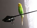 my talking budgie