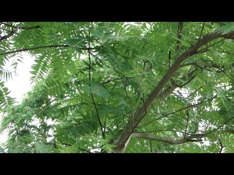 how to grow eryngium foetidum