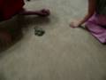 frog fun