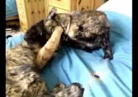 catfight