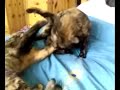 Catfight