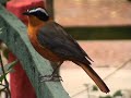 white-browed robin chat (Cossypha heuglini) white-browed robin chat (Cossypha heuglini)