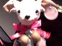 Music Boxes - Animated Musical Singing Chihuahu