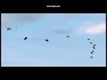 Armed Assault - Defending Chantico
